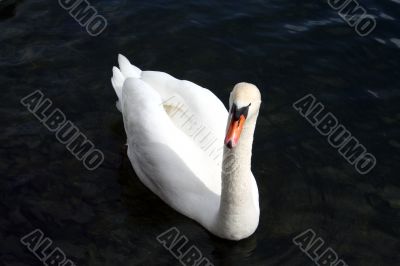 Graceful white swan