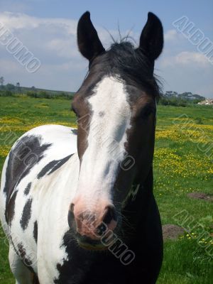 Horse stood in countryside