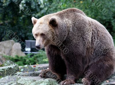Brown Bear Canada