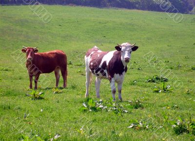 Portrait of cows in countryside