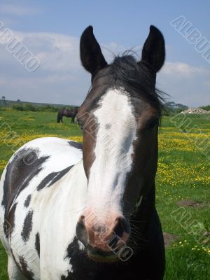 Portrait of Horse in countryside