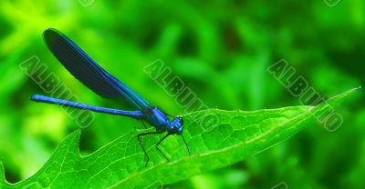 Dark-blue dragon-fly.