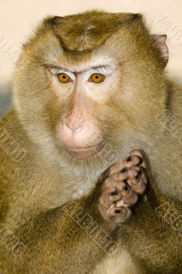 Macaque