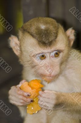 Macaque