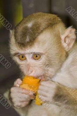 Macaque