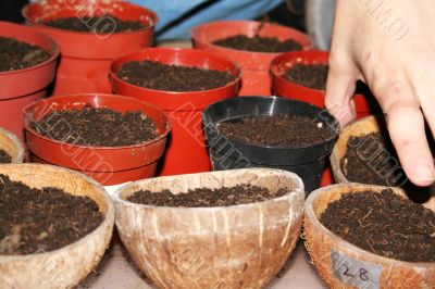 Seedling preparation