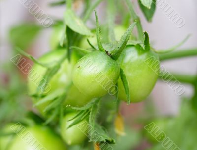 green tomatoes green tomatoes