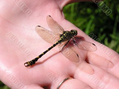 dragonfly