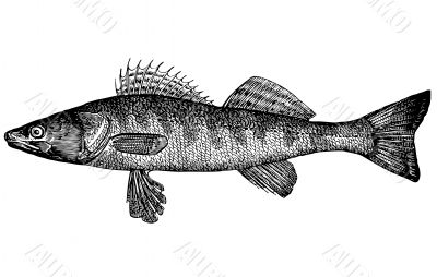 Fish Pike perch Lucioperca lucioperca Illustration