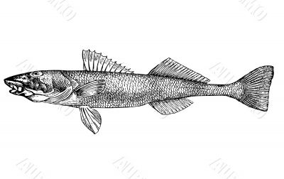 Fish Aspro zingel latin Illustration.