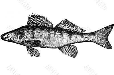 Fish Bersh Lucioperca volgenis Illustration