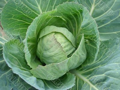 growing cabbage
