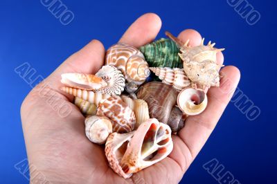 sea-shells in hand