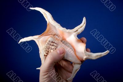 sea-shell in hand