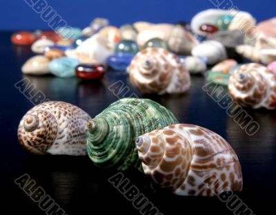 sea-shells