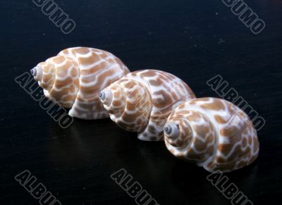 three sea-shells