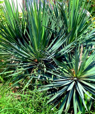 Palm leaves