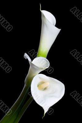 three calla lilies three calla lilies