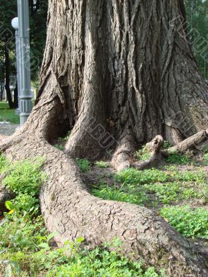 Chaos of old textured tree roots