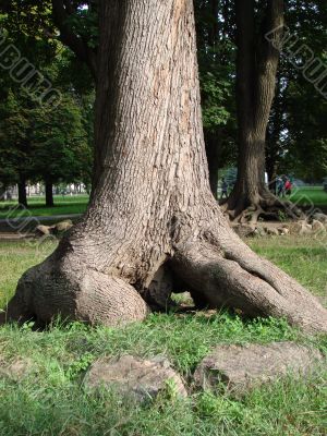 Chaos of old textured tree roots