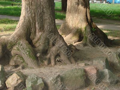 Chaos of old textured tree roots