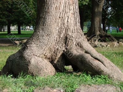 Chaos of old textured tree roots