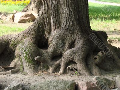 Chaos of old textured tree roots