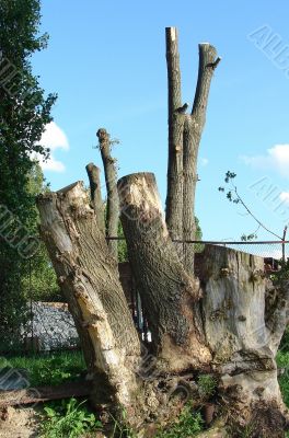 Chaos of old textured tree roots