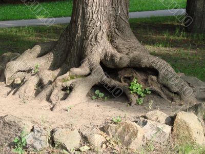 Chaos of old textured tree roots