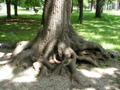 Chaos of old textured tree roots