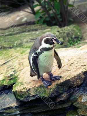 penguin