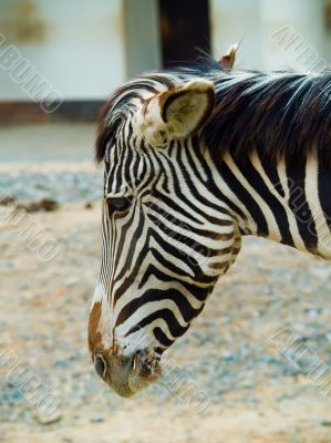 zebra zebra