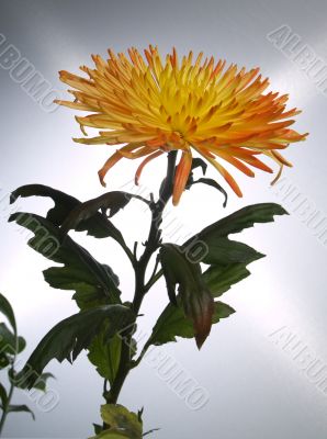Yellow aster