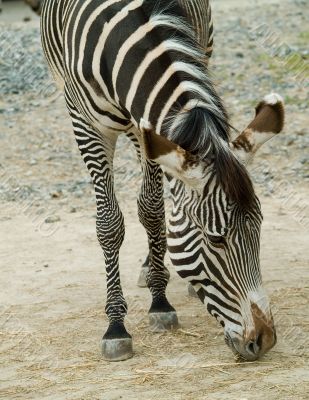 zebra