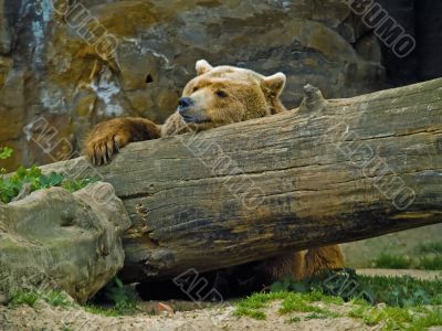 brown bear