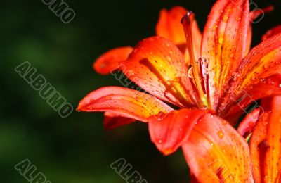 beautiful blooming orange flower #2