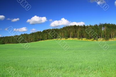 summer country view #2