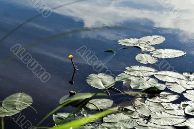 In leaves. One lily on the water.