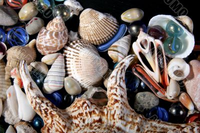 sea-shells