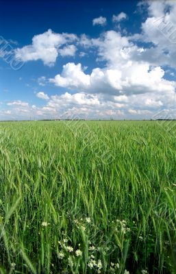 Rye green field vertical