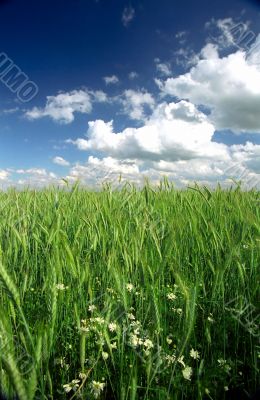 Rye ears against picturesque sky