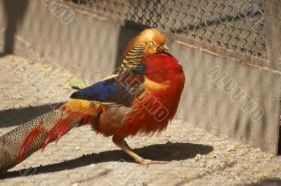 Gold pheasant