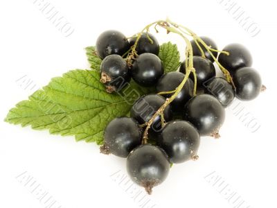 currant currant