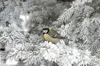 Great Tit in Winter Hoar-frost