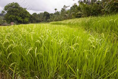 Rice fields in Indonesia