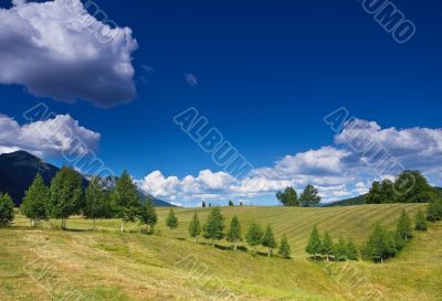 rural landscape with a row of birches