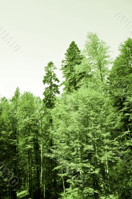 Green forest