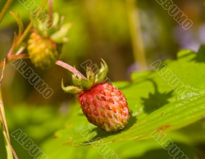 Wild strawberry