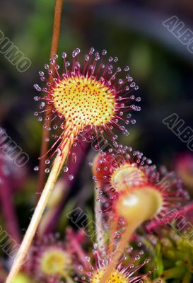 Sundew