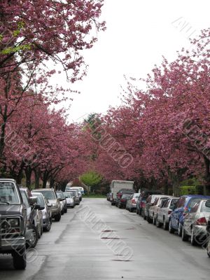 cherry trees on the sides of the street